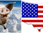 AMERICANII vor CUMPĂRA PORCI din FERMELE din ROMÂNIA!