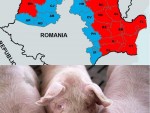 INTERZIS! HARTA OFICIALĂ a JUDEŢELOR afectate de PESTA PORCINĂ AFRICANĂ! CE ÎNSEAMNĂ ZONA ROŞIE ŞI ZONA ALBASTRĂ!