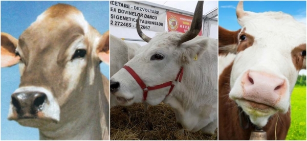 AMELIORARE RASE BOVINE! ASOCIAȚIILE CARE DEȚIN REGISTRELE GENEALOGICE PENTRU ANIMALE REPRODUCȚIE RASĂ PURĂ!