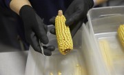 Corn_Corteva Agriscience_The Seed Journey_Picture