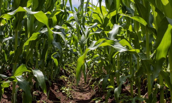 Corn Field_World Water Day_Corteva Agriscience ok_b