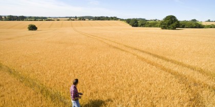 Creșterea productivității fermierilor români în culturile de cereale prin strategii inovatoare