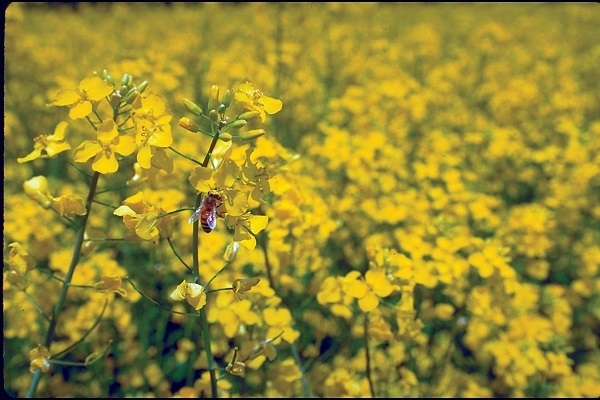 Corteva Agriscience_Canola Crop_Solutions for Romanian Farmers in Enhancing Agricultural Biodiversity_b