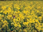 Soluții pentru fermierii români în creșterea biodiversității agricole