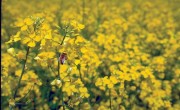 Corteva Agriscience_Canola Crop_Solutions for Romanian Farmers in Enhancing Agricultural Biodiversity