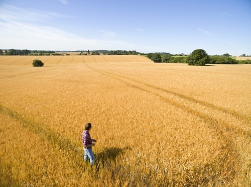 Corteva Agriscience_Enhancing Cereal Crop Growth Through Seed Treatment