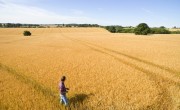 Corteva Agriscience_Enhancing Cereal Crop Growth Through Seed Treatment