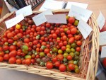 VREAU SĂ ŞTIU CE MĂNÂNC! Despre gustul şi aroma tomatelor