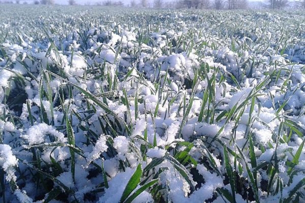 IARNĂ ÎN APRILIE! CARE VOR FI CELE MAI AFECTATE CULTURI AGRICOLE!