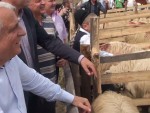 DAEA: NU OPRIM EXPORTUL DE OVINE SUB NICIO FORMĂ!