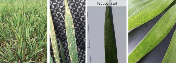 fenomene de fitotoxicitate la grau_b