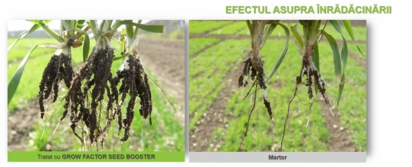 Grow Factor_efect inradacinare ecof_b