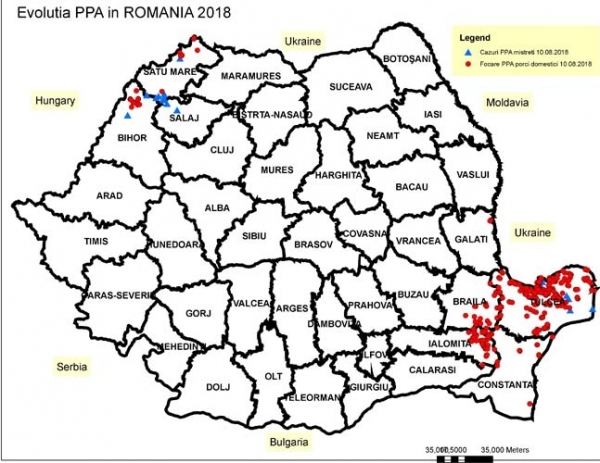 DATE OFICIALE: 645 DE FOCARE DE PESTĂ PORCINĂ AFRICANĂ! JUDEȚUL CU CELE MAI MULTE FOCARE!