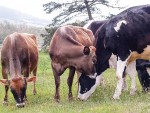 YANKEII, RECORD MONDIAL DE PRODUCȚIE LA VACILE HOLSTEIN ȘI JERSEY!