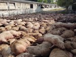 ANSVSA: 1.223 DE FOCARE ACTIVE DE PESTĂ AFRICANĂ, 481.921 DE PORCI UCIȘI!