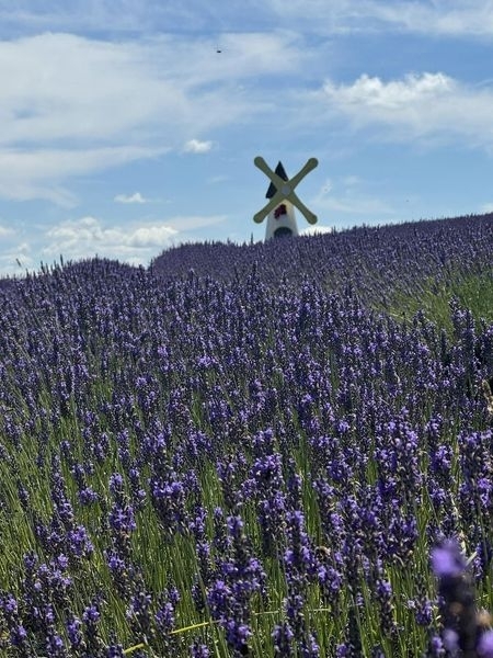 lavanda