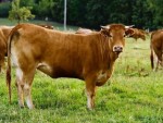 UN CRESCĂTOR DE BOVINE VREA SĂ VÂNDĂ VITE PRIN CASA DE COMERȚ UNIREA!