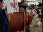 AGRARIA 2017 în CIFRE: Tehnică agricolă şi zootehnie la superlativ!