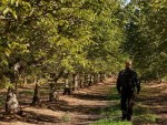 UN MILION de EURO/HA! Plantație de nuc forestier ecologic!