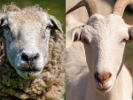 LISTA ASOCIAȚIILOR CARE DEȚIN ANUL ACESTA REGISTRELE GENEALOGICE LA OVINE ȘI CAPRINE!