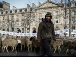 PROTEST CU TURMA DE OI ÎN CAPITALĂ: STOP DISPREȚULUI! SALVAȚI ȚĂRANII!