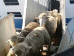 ANSVSA: ANIMALELE DE PE CELE 11 NAVE BLOCATE ÎN CANALUL SUEZ AU AJUNS LA DESTINAȚIE!