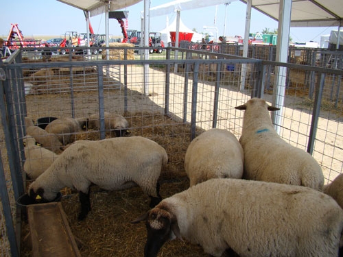 OVINE-SUFFOLK-AGRIPLANTA-VE_b