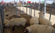 OVINE-SUFFOLK-AGRIPLANTA-VE