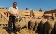 Ovine-Turcane-la-AgroBihor-