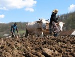 FERMIER ROMÂN: Ca să trăiască un FERMIER OLANDEZ au fost NENOROCIȚI 50 de FERMIERI ROMÂNI!