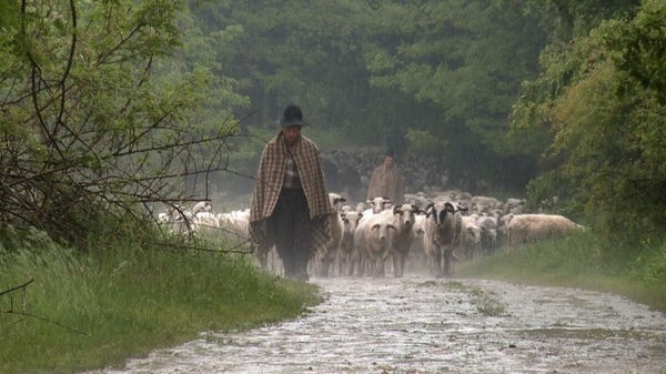 pastor sibiu bun_b