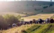 APIA ASTĂZI: Clarificări subvenția APIA suplimentară pe cap de vacă!