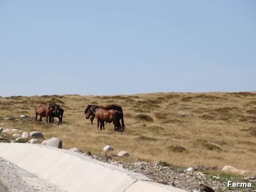 cai-pe-Transalpina