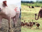 FONDURI EUROPENE: UN STRUŢ face cât UN PORC de ÎNGRĂŞAT!