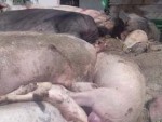 Aproape 120.000 de PORCI UCIŞI din cauza PESTEI PORCINE AFRICANE! Boala se EXTINDE în FERMELE COMERCIALE!