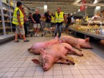 Protest neobișnuit al fermierilor francezi: Porcii s-au plimbat prin supermarket printre clienți