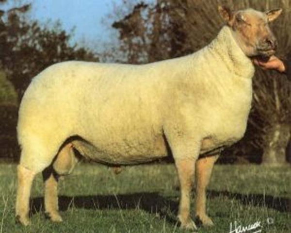 rasa-charolais_b