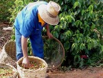 Scade producţia de cafea columbiană