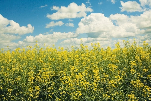 Romanian Canola Producers Thrive Amidst Drought with Solutions_Corteva Agriscience