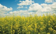 Romanian Canola Producers Thrive Amidst Drought with Solutions_Corteva Agriscience