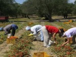 Ce vor să facă SINDICATELE și GUVERNUL ROMÂNIEI pentru ROMÂNII SCLAVI în AGRICULTURA din ITALIA?