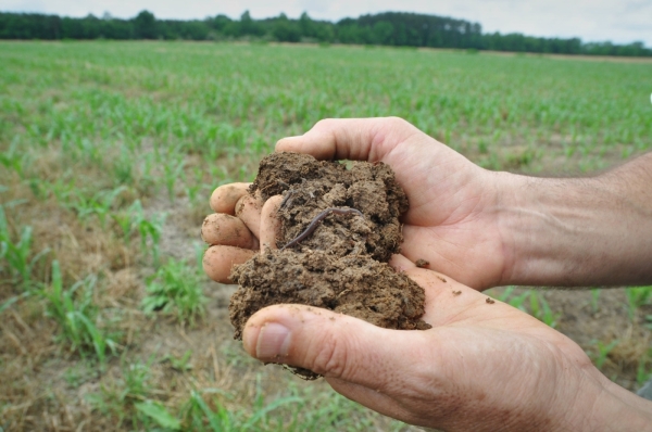 Soil_Corteva Agriscience_Harness Nature Power for a Sustainable Agriculture_b