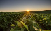 Soybean field_Corteva Launches Corteva Catalyst