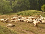 ANSVSA ACUM: Număr ferme ovine, stâne atacate de pesta oilor!