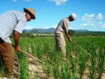 AGRICULTURA ROMÂNIEI în CIFRE! MILIOANE de FERME MICI și o PRODUCȚIE  AGRICOLĂ la jumătate față de alte ȚĂRI!