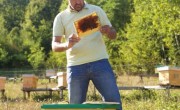 NOU Ordin MADR: Modificare condiții subvenții apicultori!