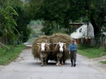 GOSPODĂRIA ȚĂRĂNEASCĂ, SCUTITĂ DE PLATA IMPOZITULUI PE TEREN ȘI CLĂDIRI!