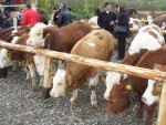 Anunț primar: Târg de bovine și ovine pe data de 9 iulie 2021!