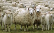 Percheziție DIICOT și ANSVSA: Ovine și porci, într-o fermă clandestină!