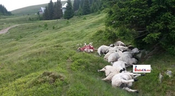 TURMĂ DE OI LOVITĂ DE TRĂSNET! ZECI DE OI UCISE!